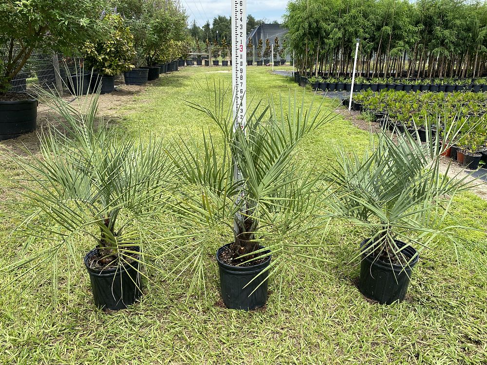 butia-capitata-cocos-australis-pindo-palm-jelly-palm