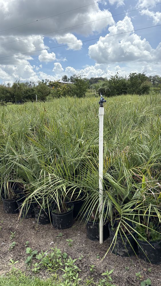 butia-capitata-cocos-australis-pindo-palm-jelly-palm