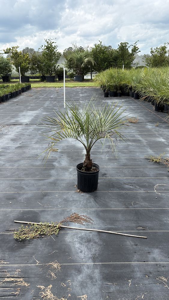 butia-capitata-cocos-australis-pindo-palm-jelly-palm