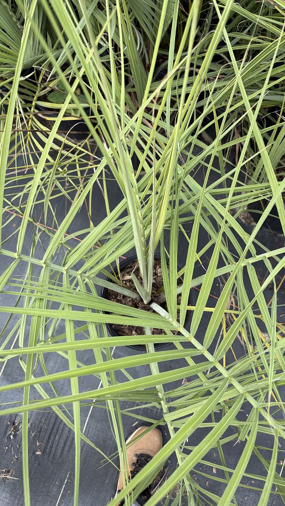 butia-capitata-cocos-australis-pindo-palm-jelly-palm