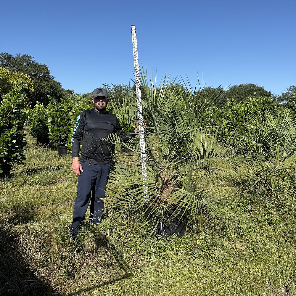 butia-capitata-cocos-australis-pindo-palm-jelly-palm
