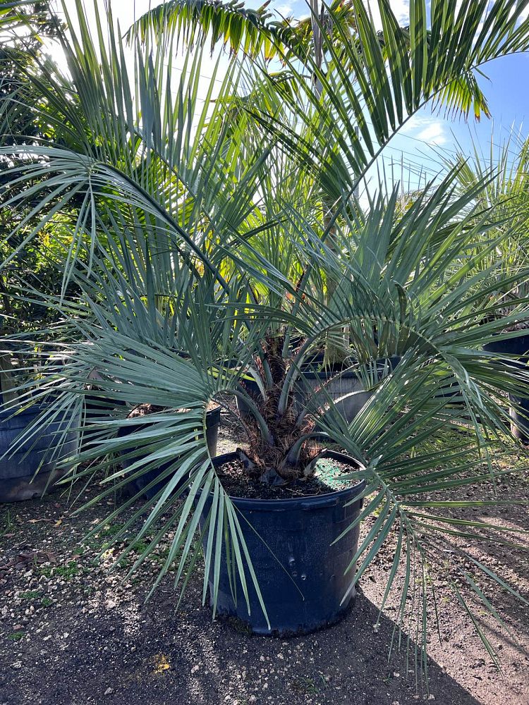 butia-capitata-cocos-australis-pindo-palm-jelly-palm