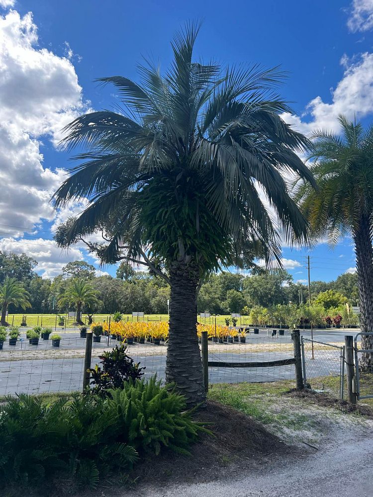 butia-capitata-cocos-australis-pindo-palm-jelly-palm
