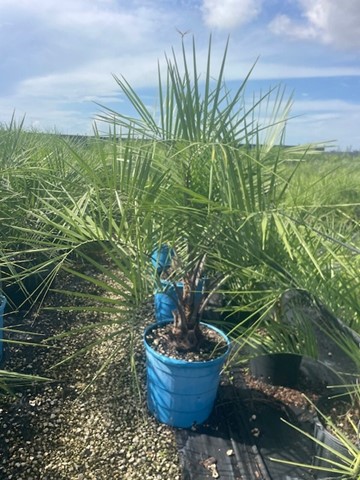 butia-capitata-cocos-australis-pindo-palm-jelly-palm
