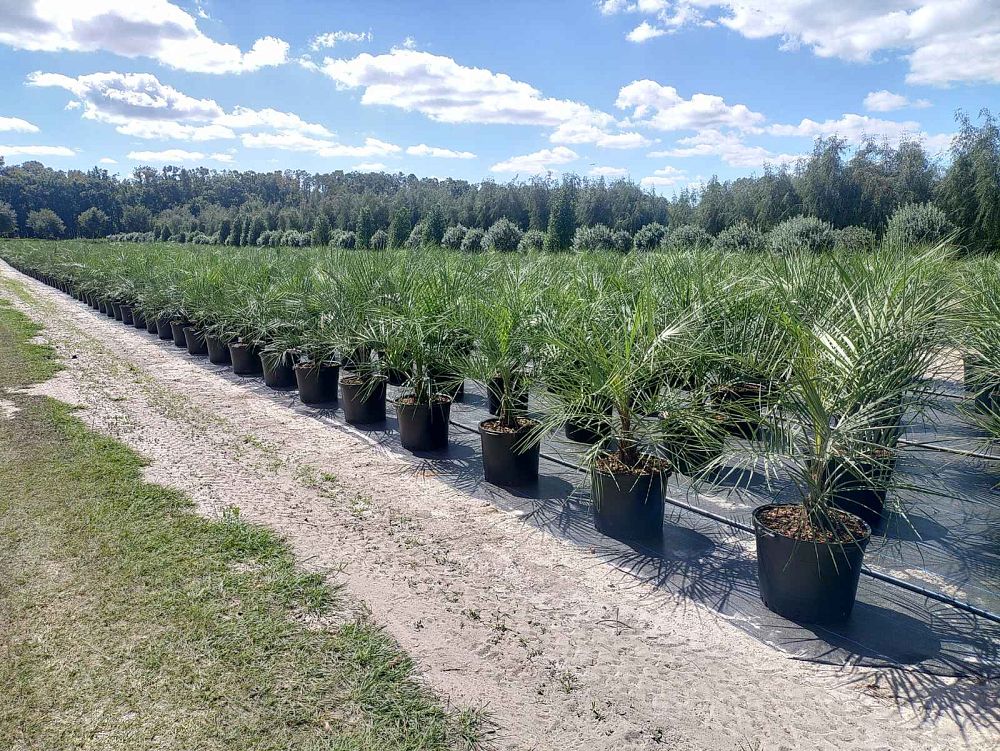 butia-capitata-cocos-australis-pindo-palm-jelly-palm