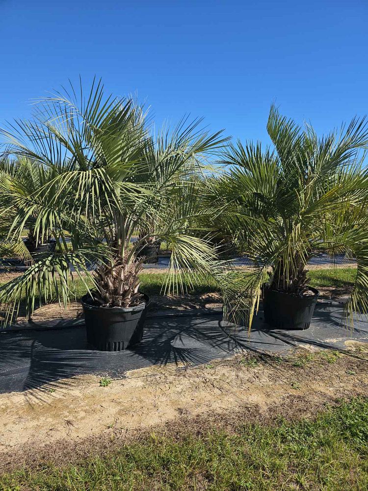 butia-capitata-cocos-australis-pindo-palm-jelly-palm