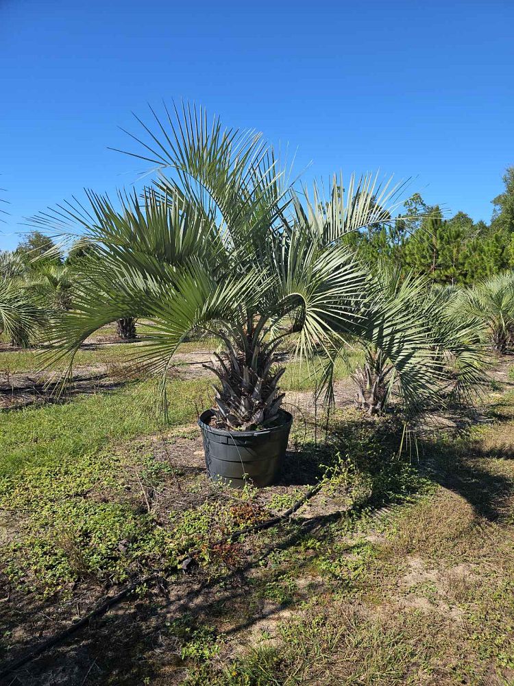 butia-capitata-cocos-australis-pindo-palm-jelly-palm