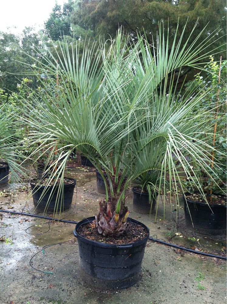 Butia capitata, Cocos australis, Pindo Palm, Wine Palm, Jelly Palm
