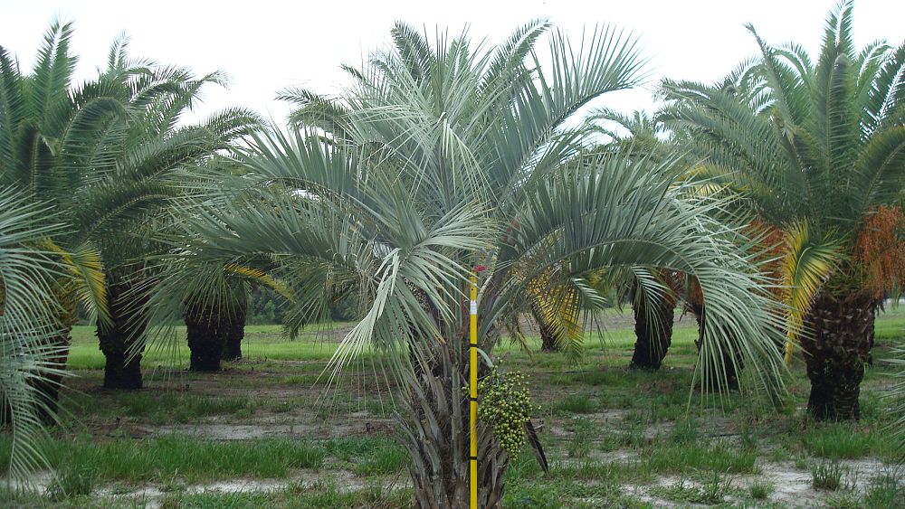 butia-capitata-cocos-australis-pindo-palm-wine-palm-jelly-palm