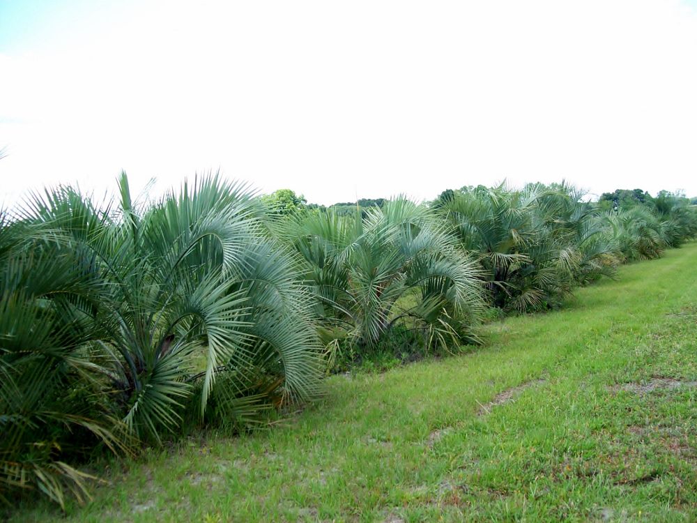 butia-jelly-palm