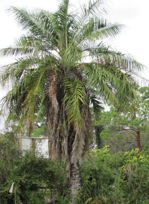 butiagrus-nabonnandii-x-mule-palm