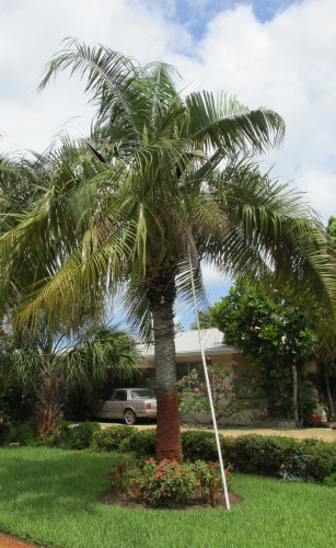butiagrus-nabonnandii-x-mule-palm