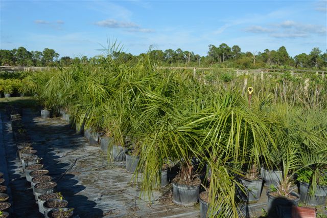 butiagrus-nabonnandii-x-mule-palm
