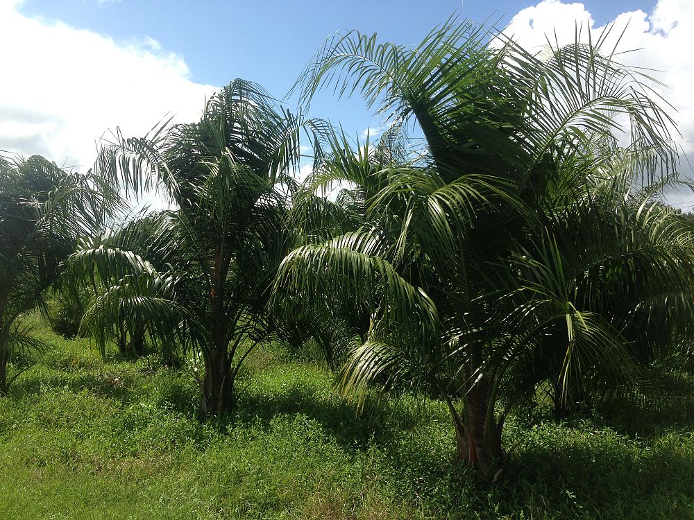 butiagrus-nabonnandii-x-mule-palm