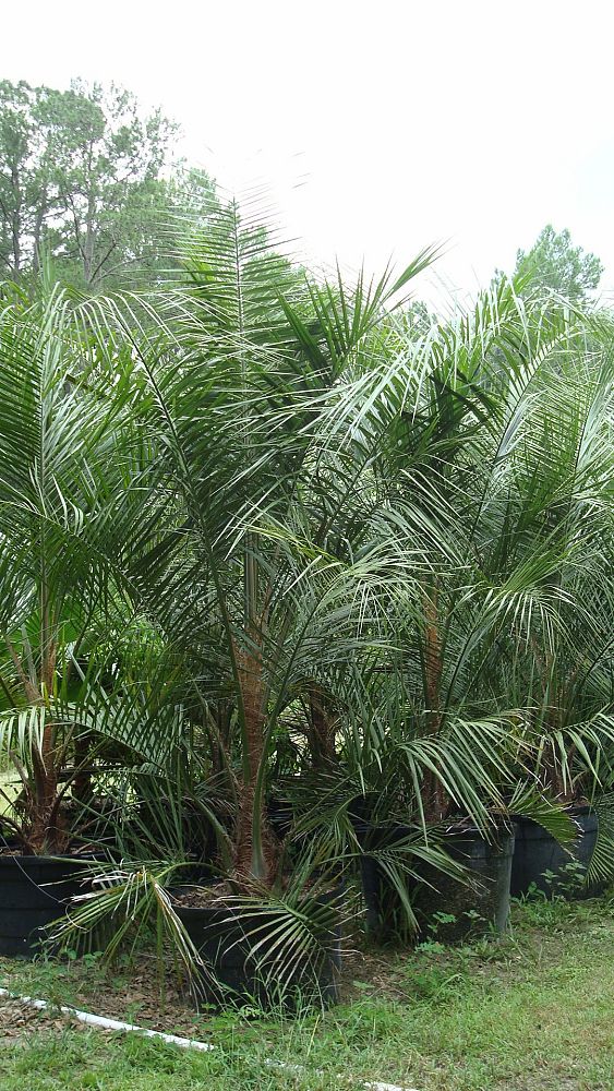 butiagrus-nabonnandii-x-mule-palm