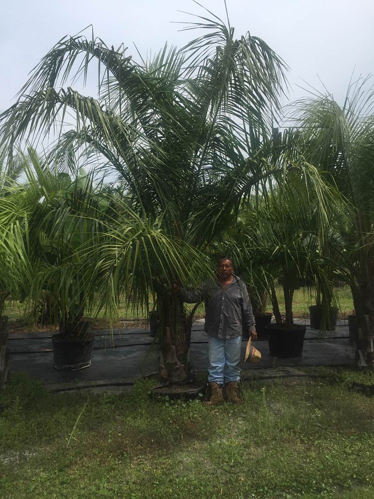 butiagrus-nabonnandii-x-mule-palm