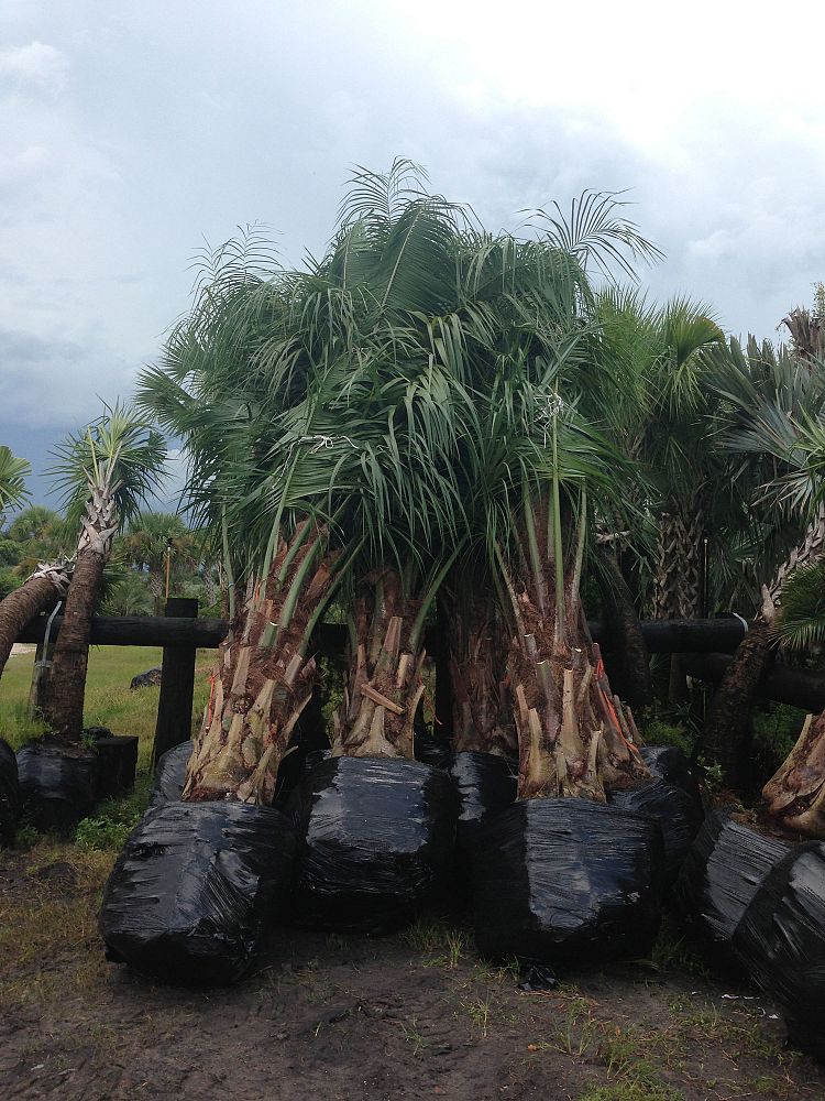 butiagrus-nabonnandii-x-mule-palm