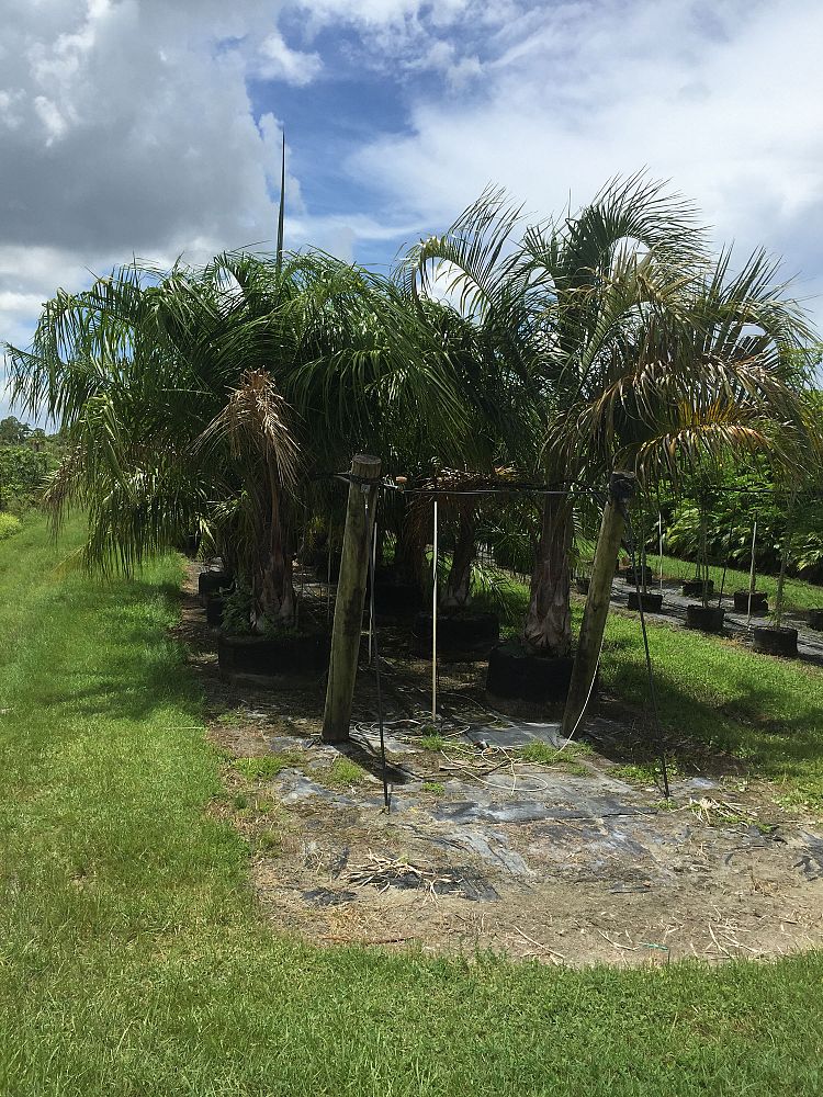 butiagrus-nabonnandii-x-mule-palm