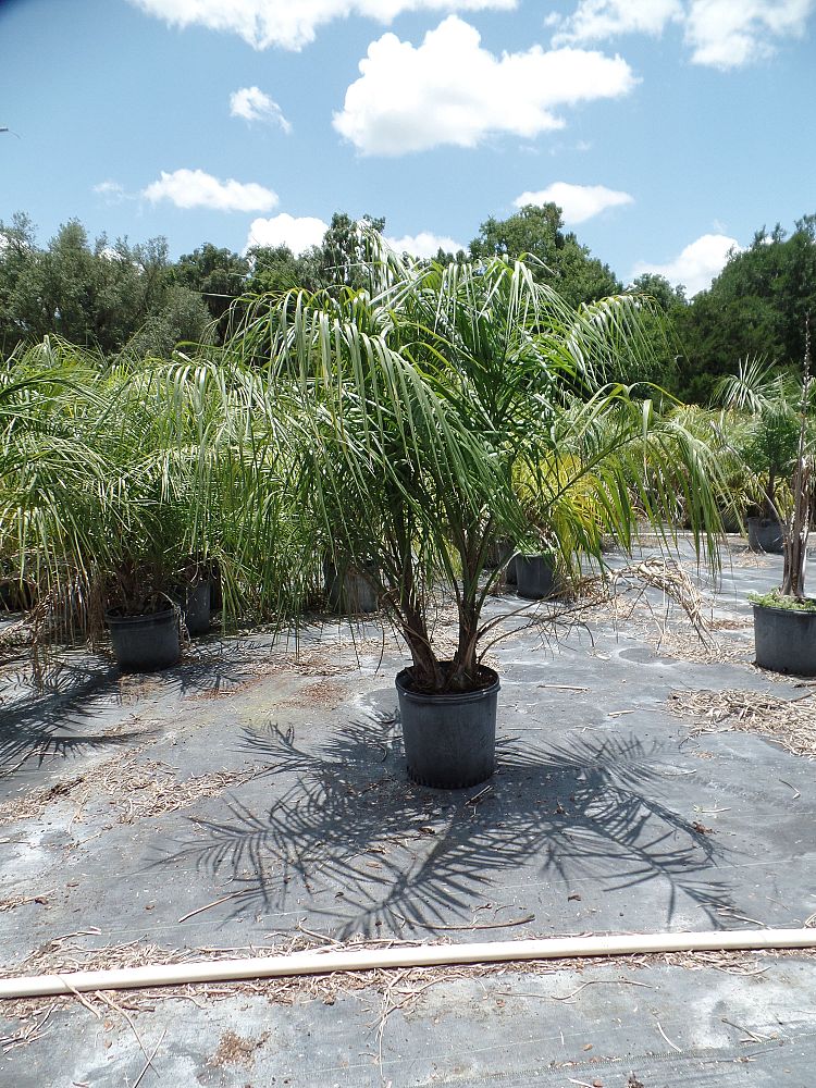 butiagrus-nabonnandii-x-mule-palm