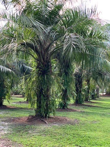 butiagrus-nabonnandii-x-mule-palm