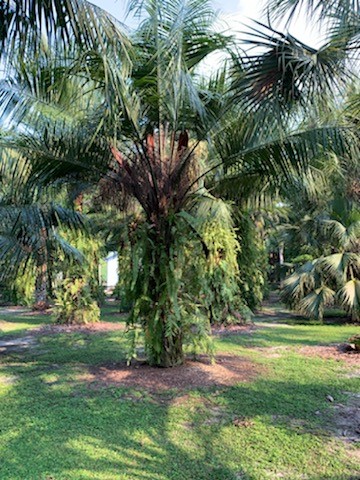 butiagrus-nabonnandii-x-mule-palm