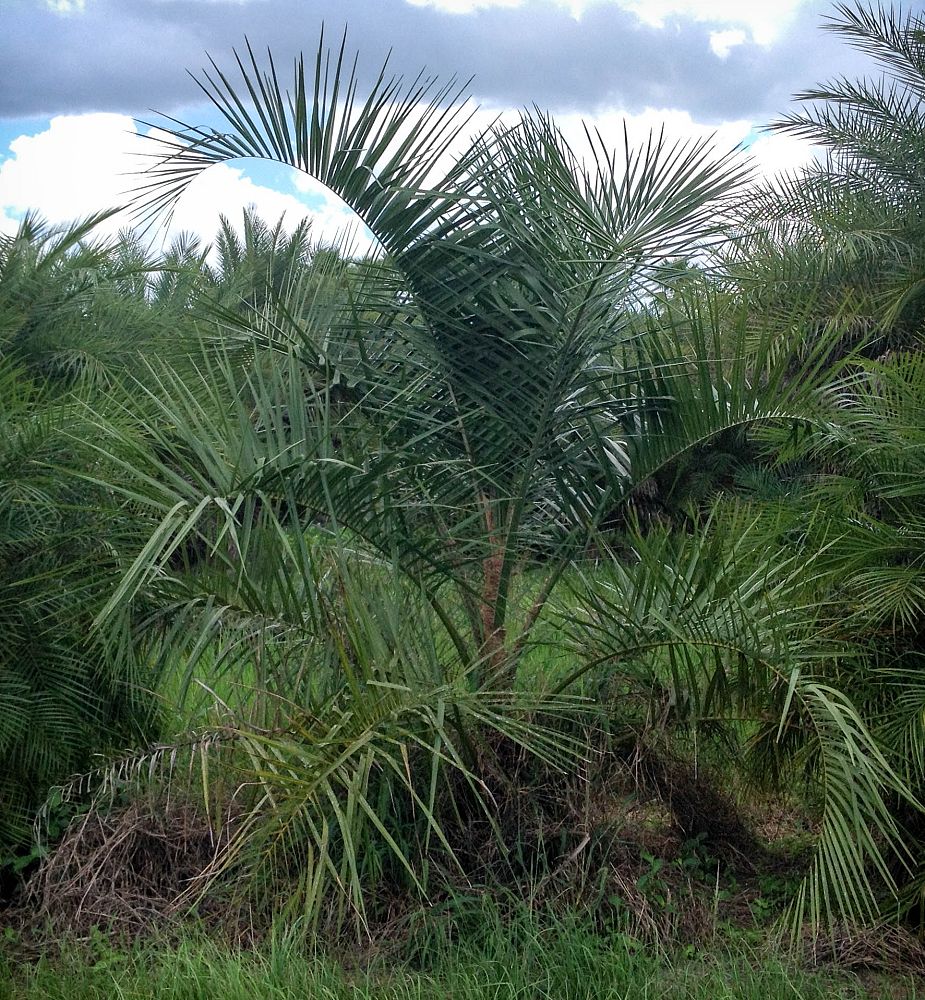 butiagrus-nabonnandii-x-mule-palm