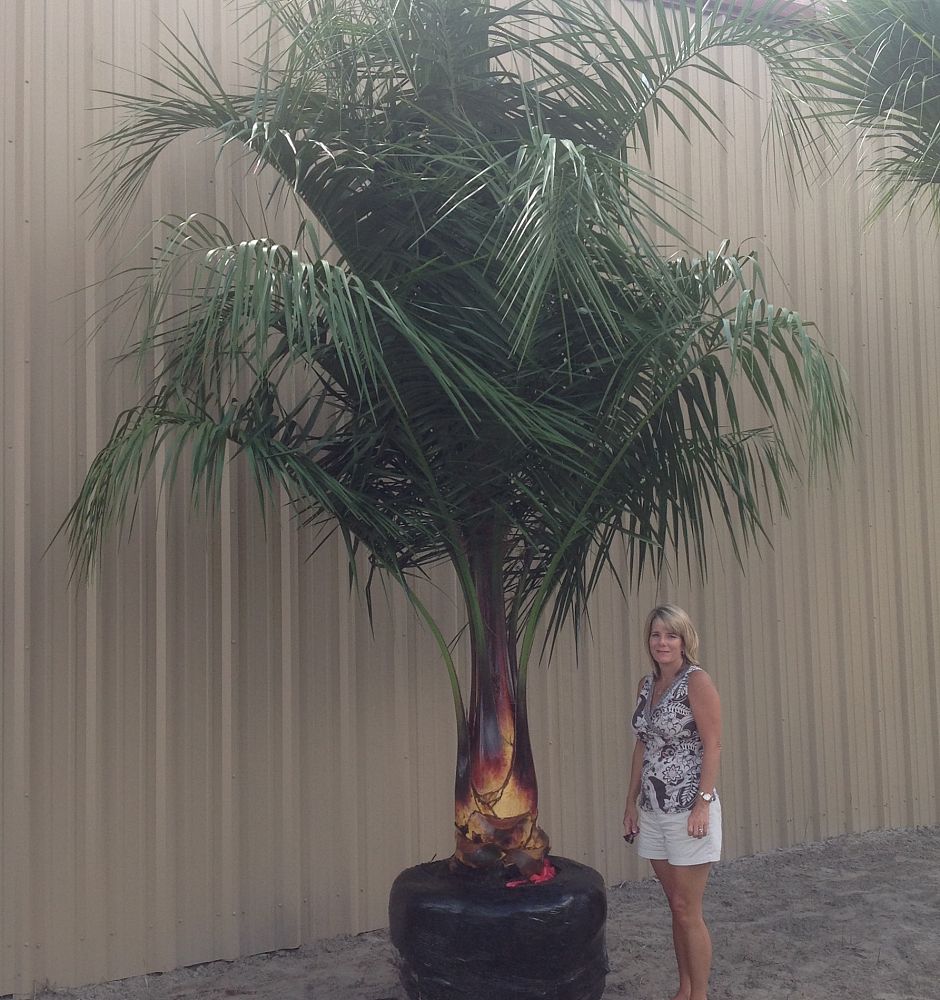 butiagrus-nabonnandii-x-mule-palm