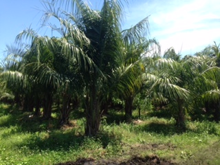 butiagrus-nabonnandii-x-mule-palm