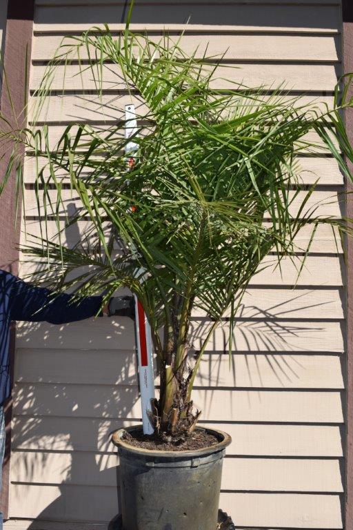 butiagrus-nabonnandii-x-mule-palm
