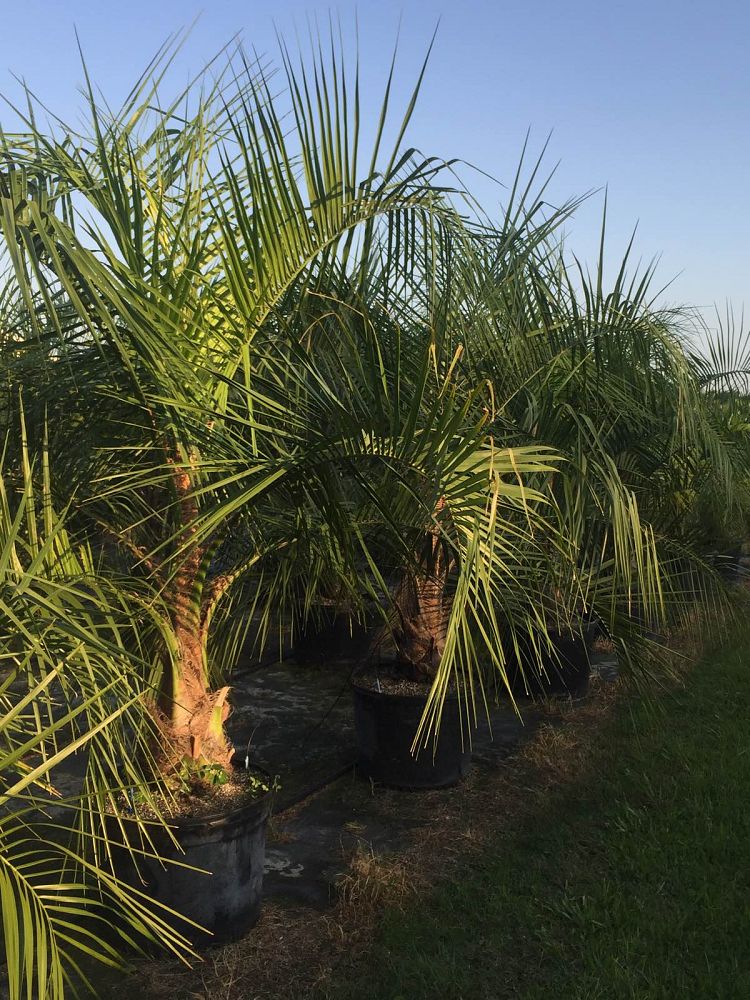 butiagrus-nabonnandii-x-mule-palm