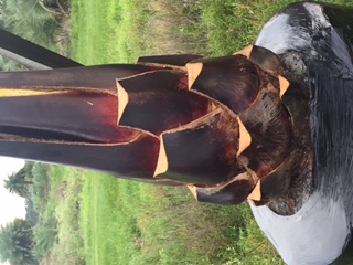 butiagrus-nabonnandii-x-mule-palm