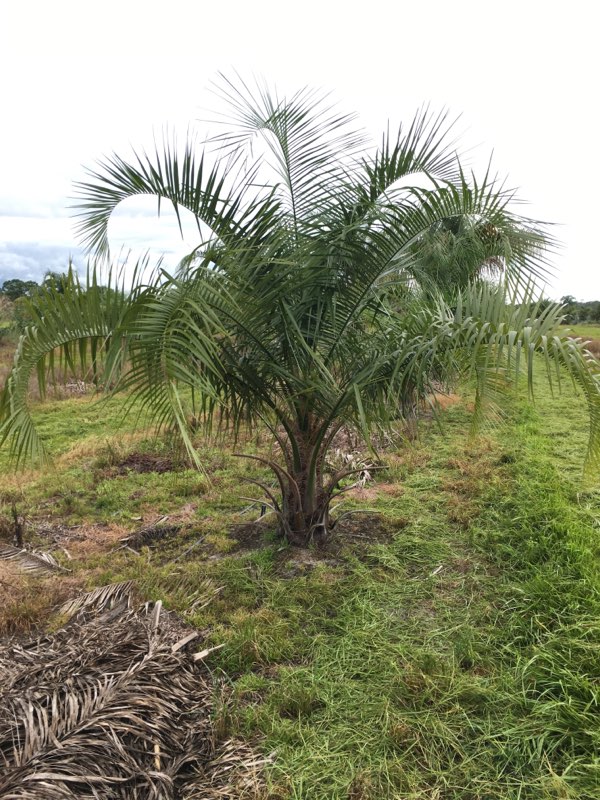 butiagrus-nabonnandii-x-mule-palm