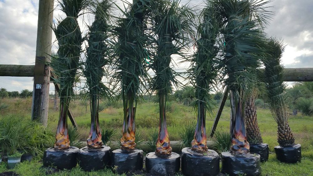 butiagrus-nabonnandii-x-mule-palm