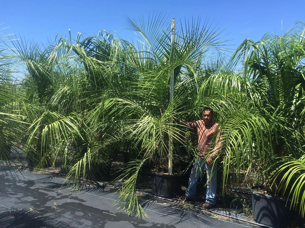 butiagrus-nabonnandii-x-mule-palm