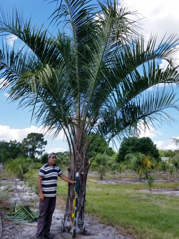 butiagrus-nabonnandii-x-mule-palm