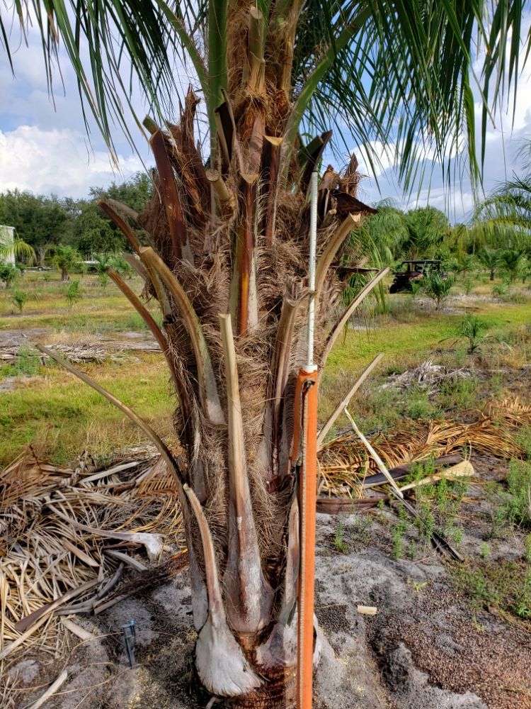 butiagrus-nabonnandii-x-mule-palm