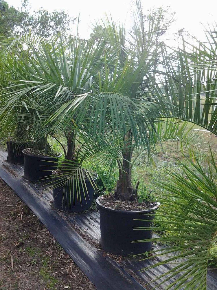 butiagrus-nabonnandii-x-mule-palm