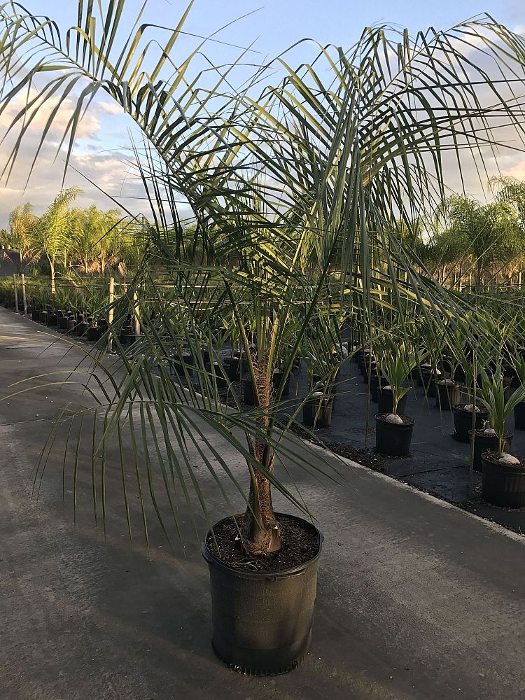 butiagrus-nabonnandii-x-mule-palm
