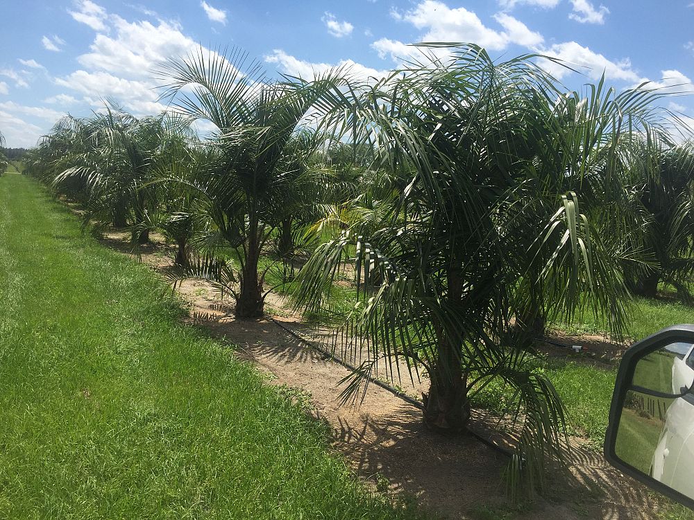 butiagrus-nabonnandii-x-mule-palm