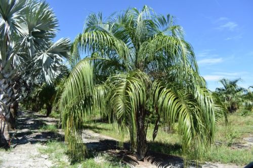 butiagrus-nabonnandii-x-mule-palm