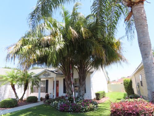 butiagrus-nabonnandii-x-mule-palm
