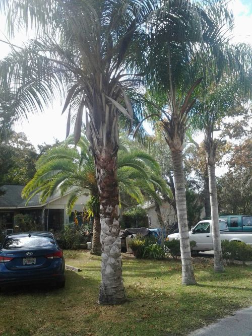 butiagrus-nabonnandii-x-mule-palm