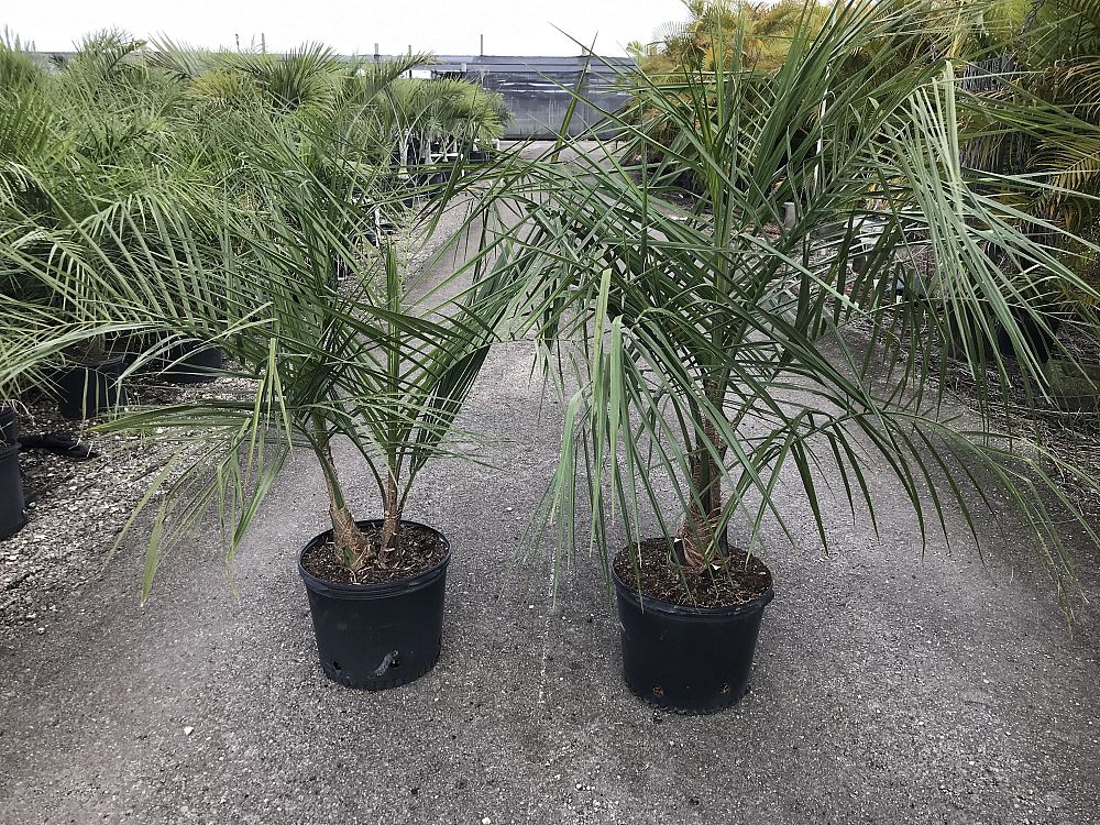 butiagrus-nabonnandii-x-mule-palm