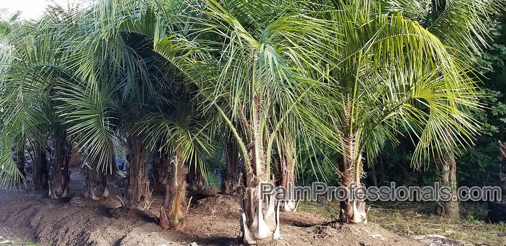 butiagrus-nabonnandii-x-mule-palm