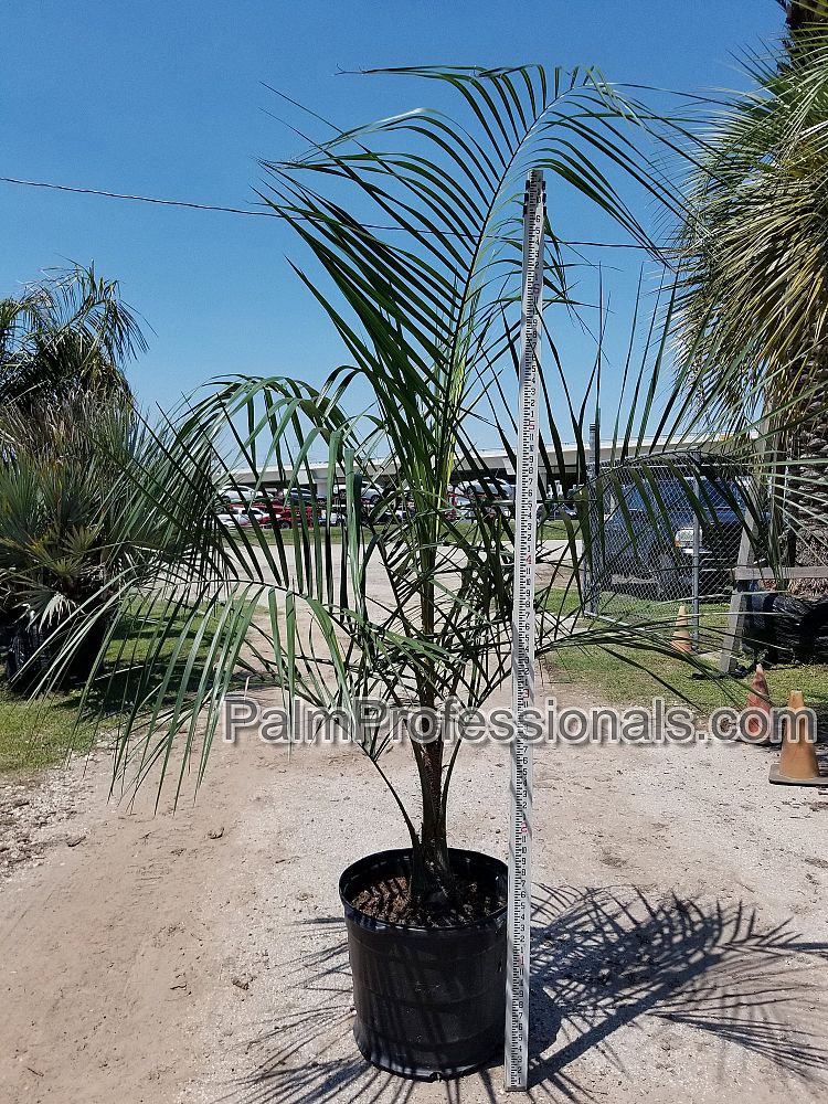 butiagrus-nabonnandii-x-mule-palm
