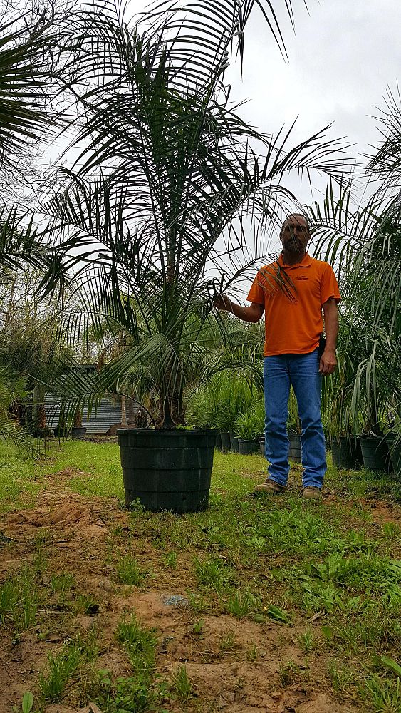 butiagrus-nabonnandii-x-mule-palm