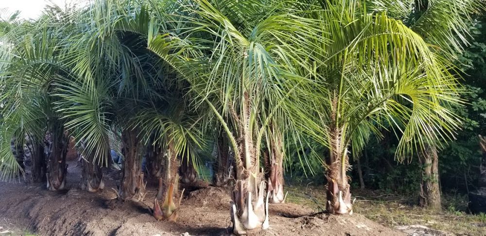 butiagrus-nabonnandii-x-mule-palm