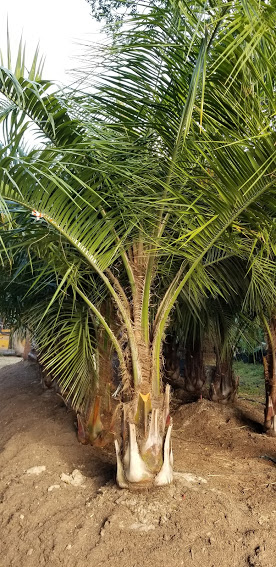 butiagrus-nabonnandii-x-mule-palm