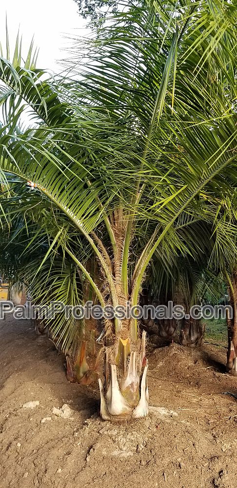 butiagrus-nabonnandii-x-mule-palm