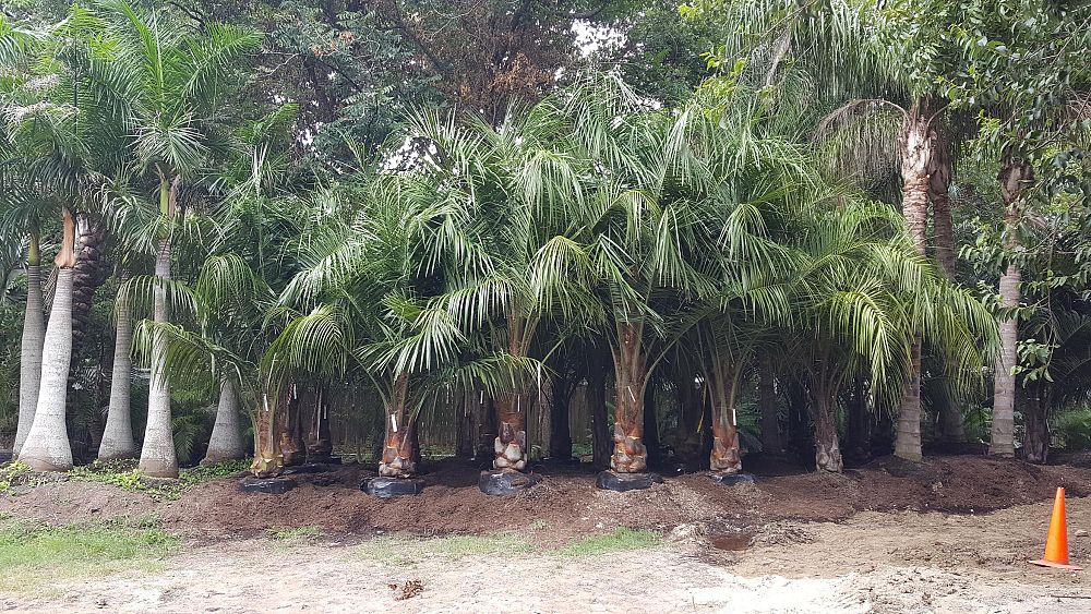 butiagrus-nabonnandii-x-mule-palm